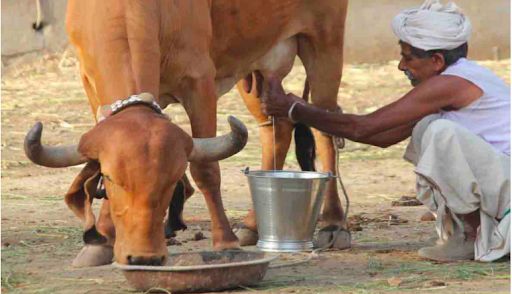 दुग्ध उत्पादन