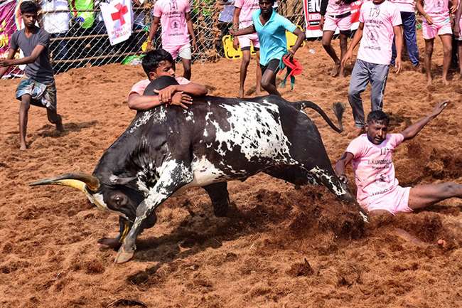 अलंगनल्लूर जल्लीकट्टू