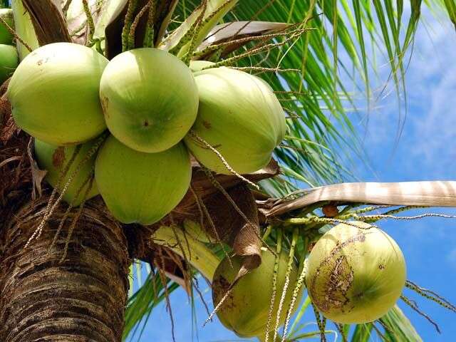 coconut water