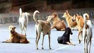 terror of stray dogs