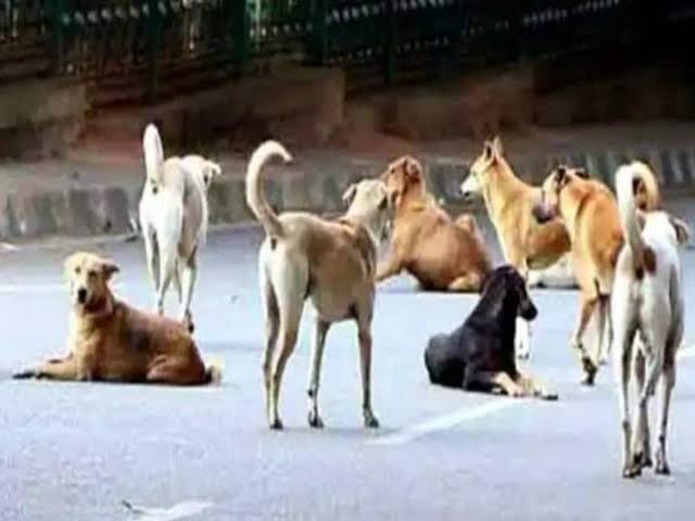 terror of stray dogs