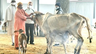 condition cow protection center