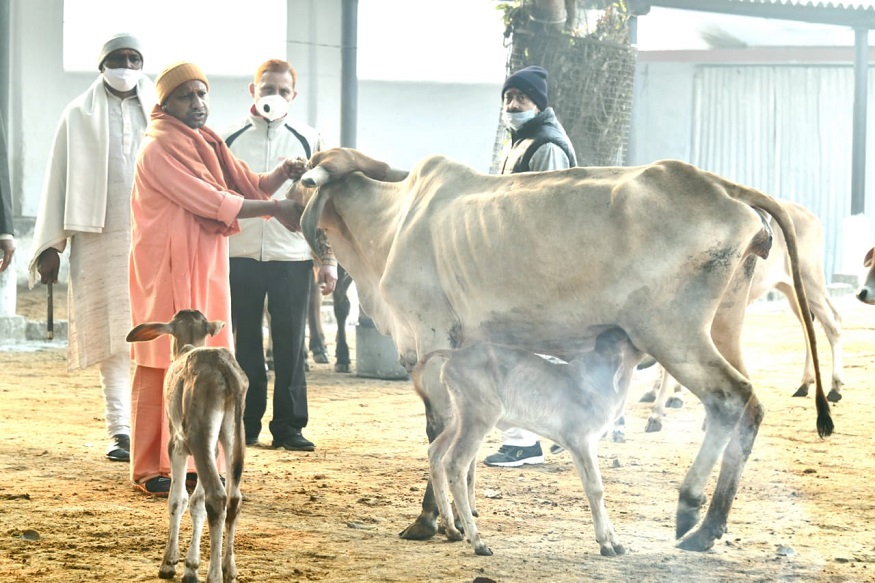 condition cow protection center