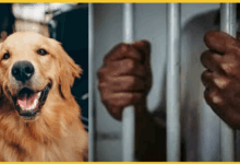 mumbai-dog-bite-owner-sentenced-2025