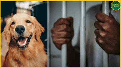mumbai-dog-bite-owner-sentenced-2025
