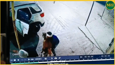 baghpat-thieves-steal-goats-in-brezza-car-caught-on-cctv