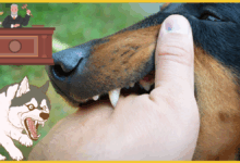 shamli-dog-bite-death-compensation-justice-rajbiri-case