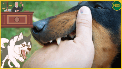 shamli-dog-bite-death-compensation-justice-rajbiri-case