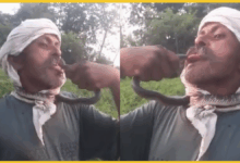 amroha-man-bitten-by-snake-on-tongue-after-wrapping-around-neck