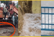 up-monsoon-2025-rainfall-alert-heavy-rain-crocodile-rescue-flood-deaths