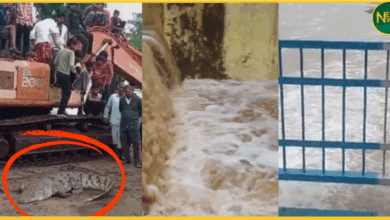 up-monsoon-2025-rainfall-alert-heavy-rain-crocodile-rescue-flood-deaths