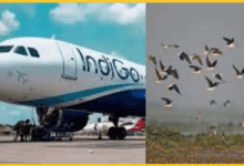 bhubaneswar-indigo-flight-bird-hit-emergency-brake-saved-passengers