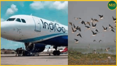 bhubaneswar-indigo-flight-bird-hit-emergency-brake-saved-passengers