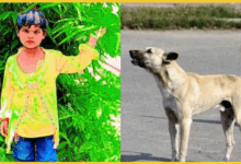 bijnor-stray-dogs-killed-6-year-old-girl-bitten-50-times