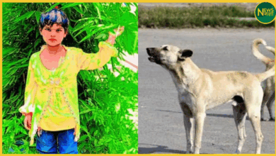 bijnor-stray-dogs-killed-6-year-old-girl-bitten-50-times