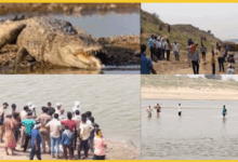agra-woman-killed-by-crocodile-in-chambal-river-body-found-after-3-hours