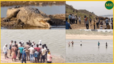 agra-woman-killed-by-crocodile-in-chambal-river-body-found-after-3-hours
