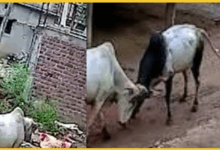 gariyaband-live-video-stray-bull-tramples-woman-to-death