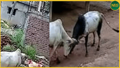 gariyaband-live-video-stray-bull-tramples-woman-to-death