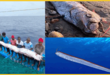 oarfish-found-in-tamilnadu-doomsday-fish-video-viral-earthquake-link