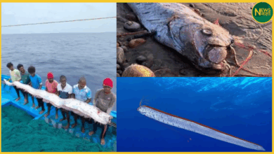 oarfish-found-in-tamilnadu-doomsday-fish-video-viral-earthquake-link