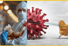 /bird-flu-infection-in-gorakhpur-meat-shops-alert-issued