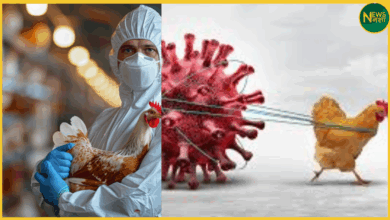 /bird-flu-infection-in-gorakhpur-meat-shops-alert-issued