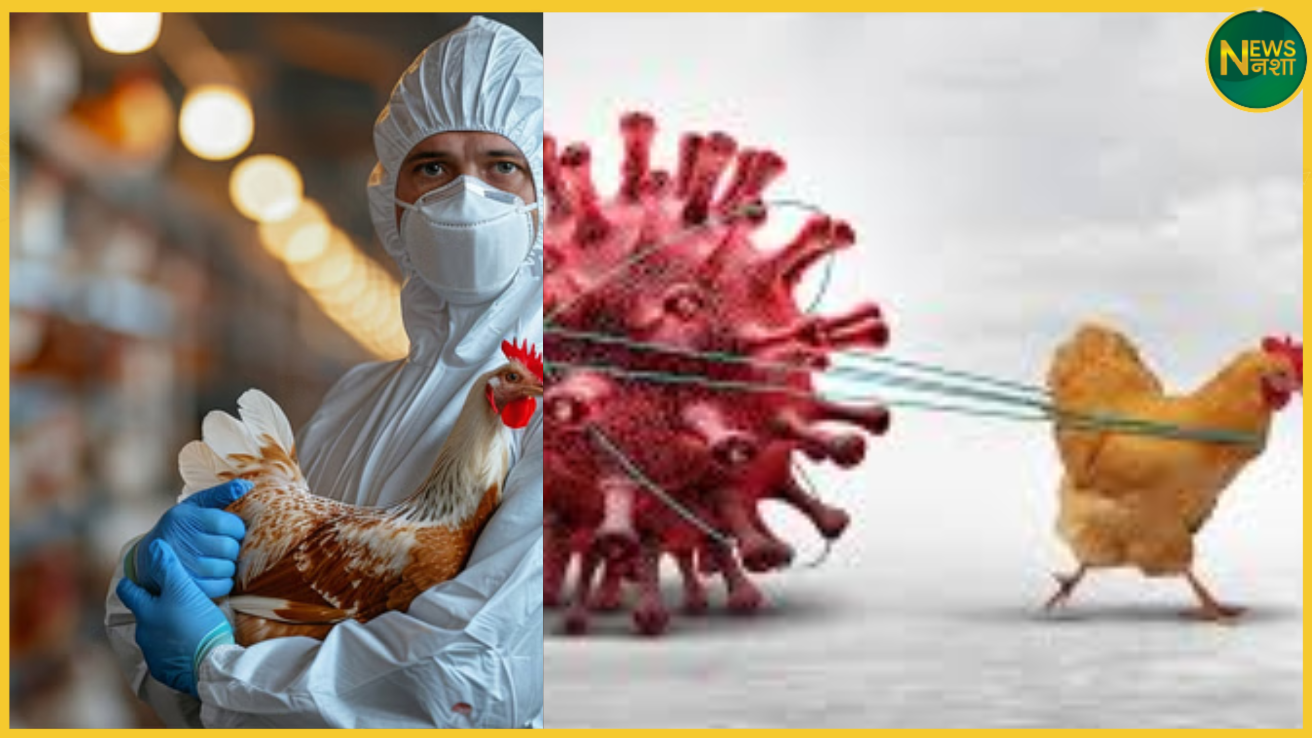 /bird-flu-infection-in-gorakhpur-meat-shops-alert-issued