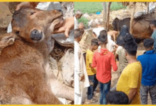 baghpat-unique-calf-with-two-mouths-and-three-eyes-crowd-calls-it-miracle