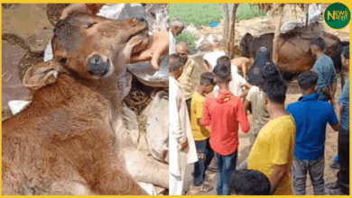 baghpat-unique-calf-with-two-mouths-and-three-eyes-crowd-calls-it-miracle