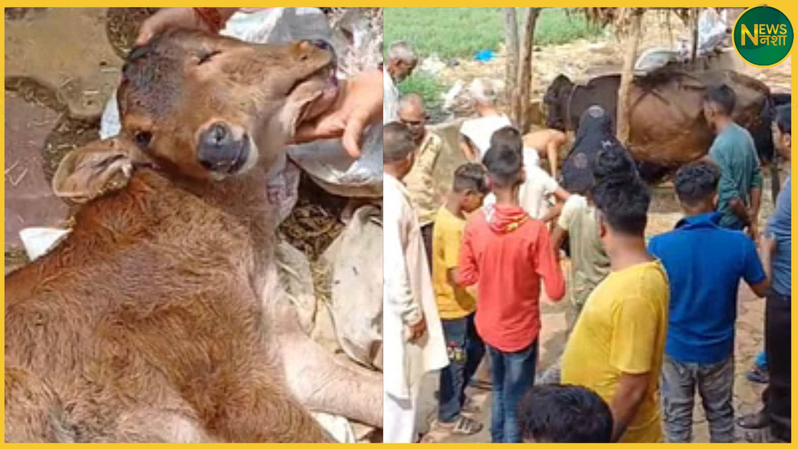 baghpat-unique-calf-with-two-mouths-and-three-eyes-crowd-calls-it-miracle