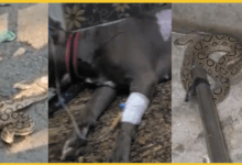meerut-dog-sacrifices-life-saving-owner-russell-viper-attack
