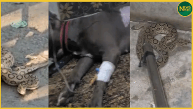 meerut-dog-sacrifices-life-saving-owner-russell-viper-attack