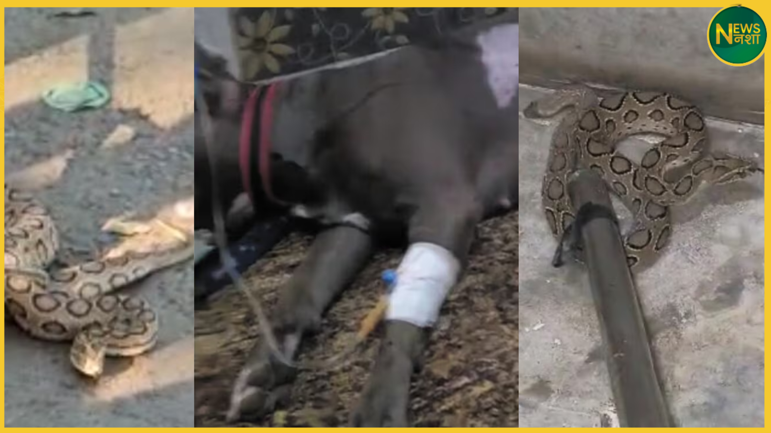 meerut-dog-sacrifices-life-saving-owner-russell-viper-attack