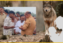 bahraich-wolf-attack-3-year-old-girl-killed