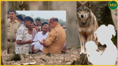 bahraich-wolf-attack-3-year-old-girl-killed