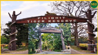 pilibhit-tiger-reserve-chuka-beach-tourism-closing-15-june