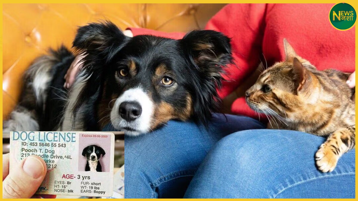 up-pet-dog-cat-license-fine-action
