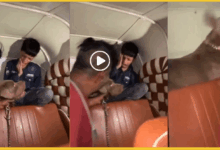 mumbai-pitbull-dog-attack-boy-video-viral