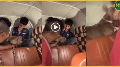 mumbai-pitbull-dog-attack-boy-video-viral