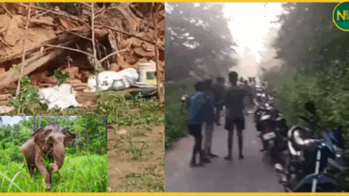 raigarh-hathi-hamla-3-logon-ki-maut-gosaidih-mohanpur-chhattisgarh-news