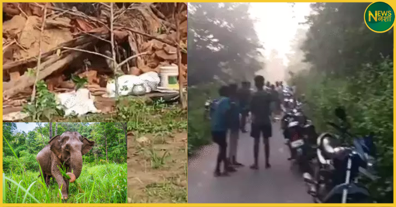 raigarh-hathi-hamla-3-logon-ki-maut-gosaidih-mohanpur-chhattisgarh-news