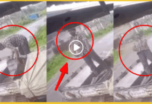 udaipur-electric-shock-truck-driver-dies-cctv-video-viral