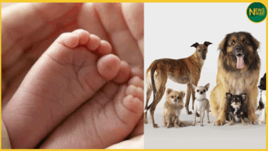 up-dog-attacks-newborn-pratapgarh-half-head-eaten