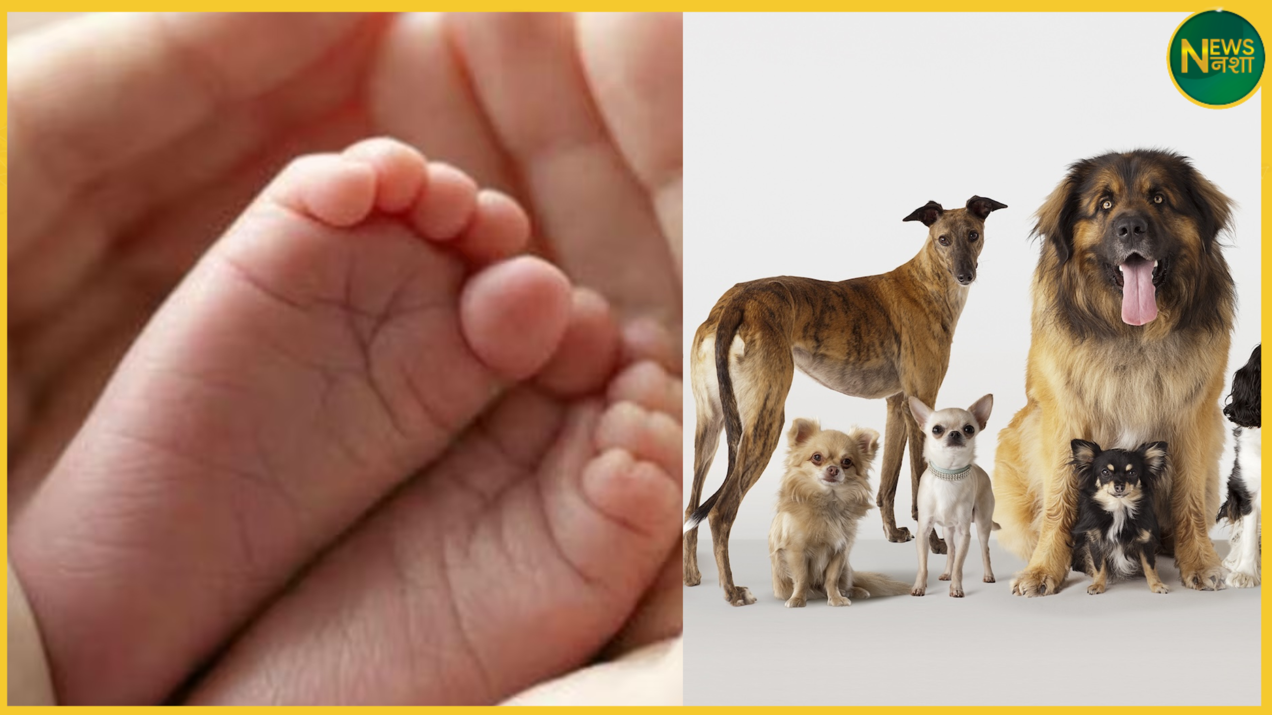up-dog-attacks-newborn-pratapgarh-half-head-eaten