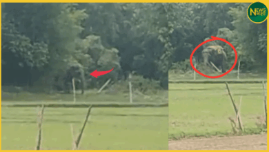 ayodhya-haathi-attack-bhikhi-ka-purwa