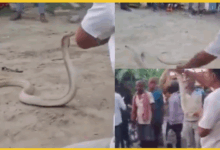 vaishali-snake-rescuer-jp-yadav-cobra-bite-death-video-viral