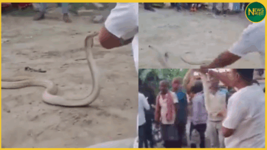 vaishali-snake-rescuer-jp-yadav-cobra-bite-death-video-viral