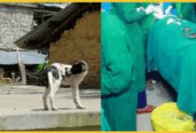 dhanbad-railway-hospital-dog-falls-during-surgery-doctor-injured