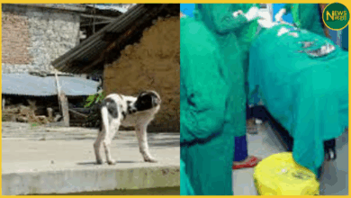 dhanbad-railway-hospital-dog-falls-during-surgery-doctor-injured
